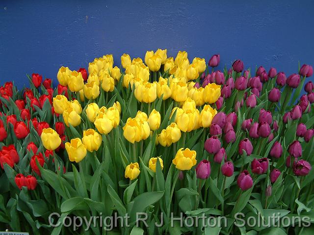 Tulips Mixed